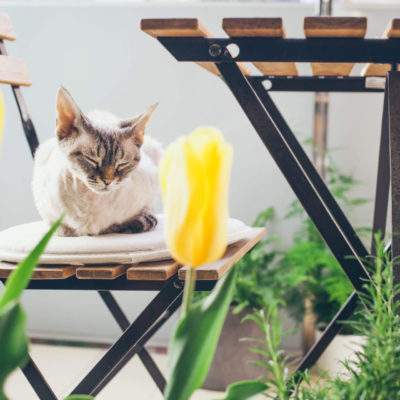 【獣医師監修】猫に快適な陽だまり空間を！日光浴スペースづくりのコツと注意点