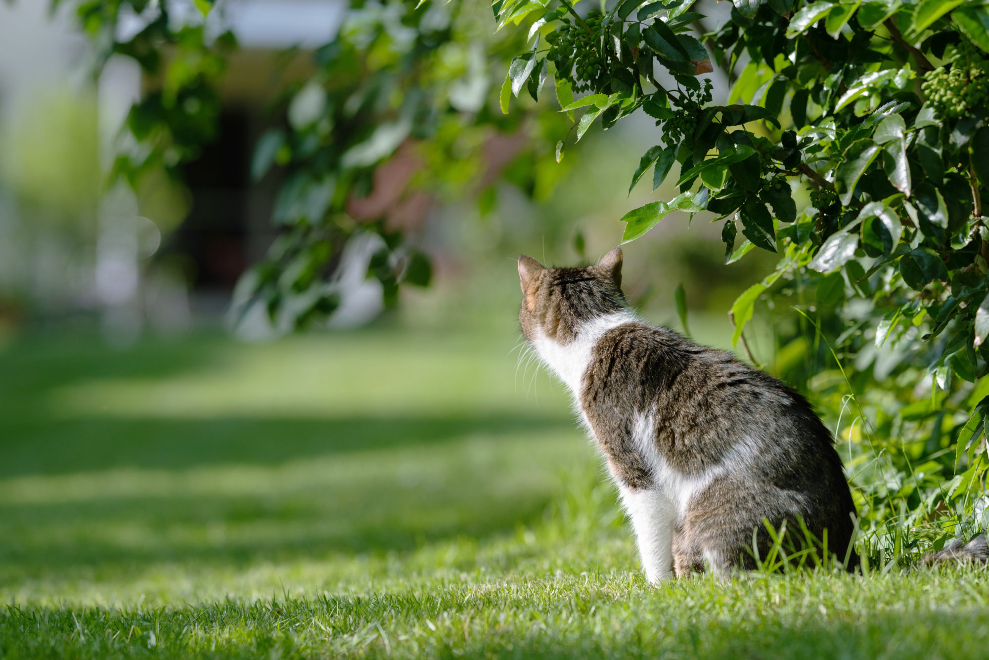 猫よけフェンス設置で庭への侵入対策 リクシルのエクステリアで100のいいコト